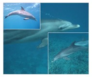 Dolphin Facts 